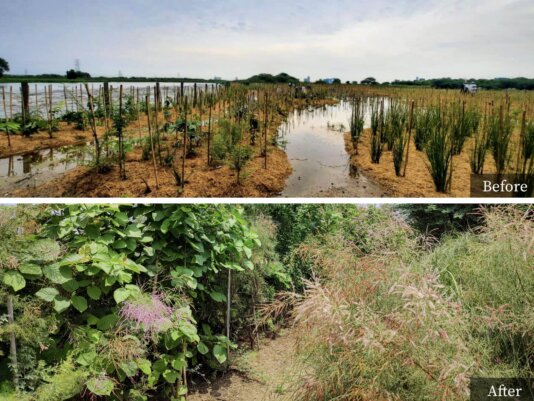 The Miyawaki method was developed by a famous Japanese ecologist who discovered a way to reconstruct forests faster using indigenous species. The Miyawaki method was developed by a famous Japanese ecologist who discovered a way to reconstruct forests faster using indigenous species.