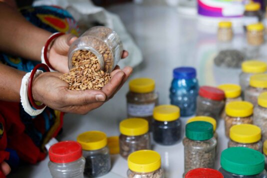 About 200 women from the village of Gangrampur are saving, exchanging and cultivating the seeds of local species.