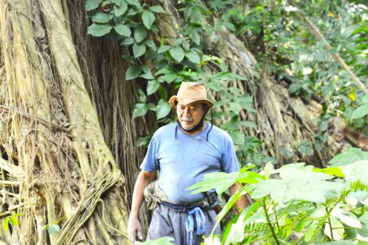 Babe Idin showed FairPlanet a tree he planted 30 years ago.