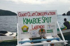 Giant Clam Conservation