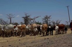 A-Maasai-herder-looking-for-pasture-in-Laikipia-County