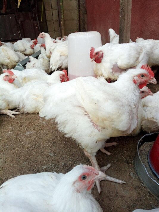 Broilers at Graces poultry farm.