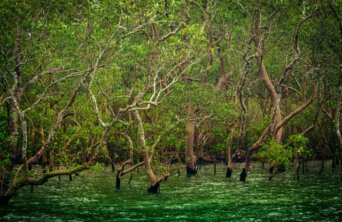 maitheli-maitra-nZ2cEh8Qzcg-unsplash Medium maitheli-maitra-nZ2cEh8Qzcg-unsplash Medium