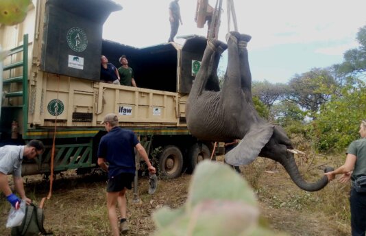 Elephant translocation to Kasungu National Park in July 2022.