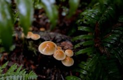 sneha-chandrashekar-Ql7LvWZFHmc-unsplash