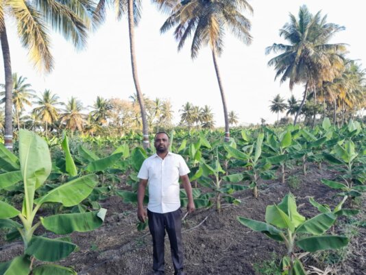 Santhosh Agnihotra, a young farmer using Vriksha Ayurveda, finds this traditional practice immensely helpful in both conserving soil health and reducing costs.