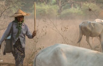 carabao-4933596_1280