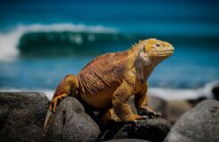 simon-berger-qOmxP7W8svM-unsplash