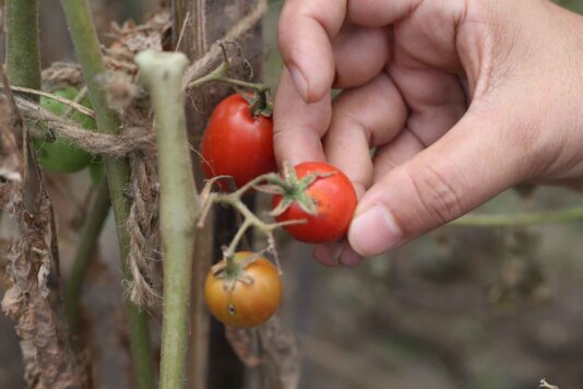 Tomato farmers in Kavrepalanchowk reportedly lost half of their crops during the first infestation in 2016. Tomato farmers in Kavrepalanchowk reportedly lost half of their crops during the first infestation in 2016.