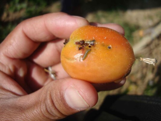 When researchers at Nepal’s Entomology Division first recorded Tuta absoluta seven years ago, the tomato leaf miner was already detected in 14 locations in five districts across the country. When researchers at Nepal’s Entomology Division first recorded Tuta absoluta seven years ago, the tomato leaf miner was already detected in 14 locations in five districts across the country.