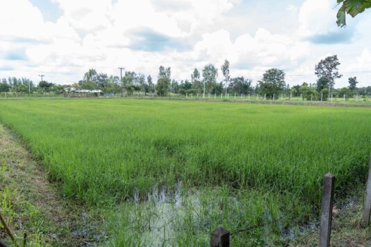 Traditional cultivation methods, such as flooding paddy fields and smoke from burning rice stubble, contribute approximately 10 per cent of global man-made methane emissions, and also involve excessive fertilisers and pesticides.