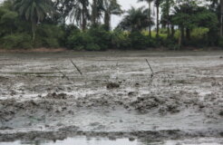 53004857577_9d33cdc8c4_k