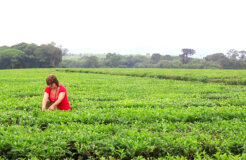 15- IRMA FRAGA COSECHANDO EN SU TEAL - CAMPO VIERA