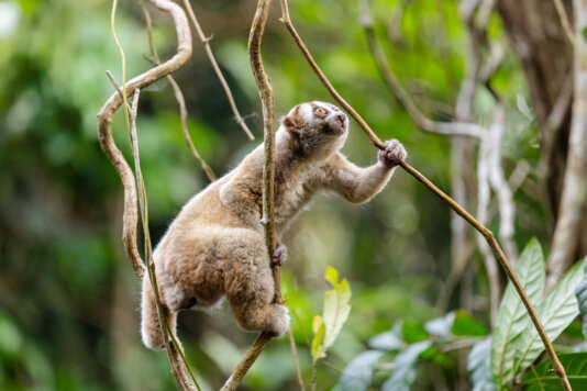 \'With their cute, round faces and cuddly looks, the Javan slow loris and other loris species are easy on the eye,\' said Javan wildlife veterinarian Nur Purba Priambada. \'It\'s a shame, but their cuteness has played a big part in their decline, because people want to keep them as pets.“ GAL_0561