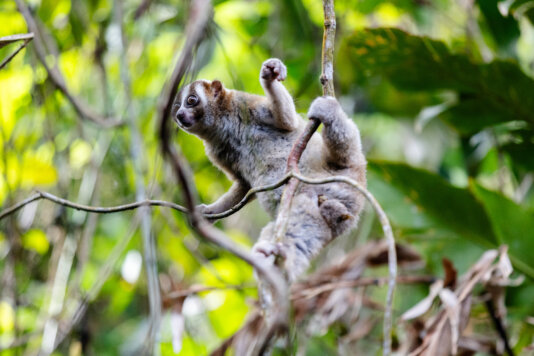 In its sole habitat, the rainforests of South and Southeast Asia, this animal faces relentless mass poaching and illegal trade. GAL_0602