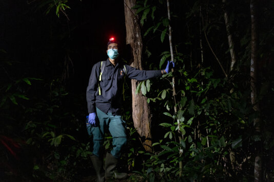 Here, in one of Indonesia’s oldest national parks, the team from the rehabilitation centre, Yayasan Alam Inisiatif Rehabilitasi Indonesia (YIARI), carefully dons masks to protect the vulnerable slow lorises from human germs, a compassionate and committed step in caring for the animal’s welfare. GAL_0678