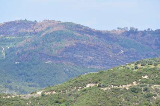 Parts of forests near Latakia firstly looted by the pro-government militants in December 2024, then set on fire, are seen in the distance. image00002