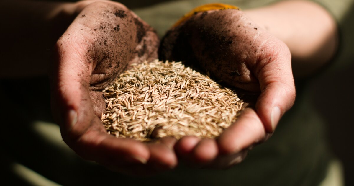 Plant health: The Climate Solution we are Overlooking